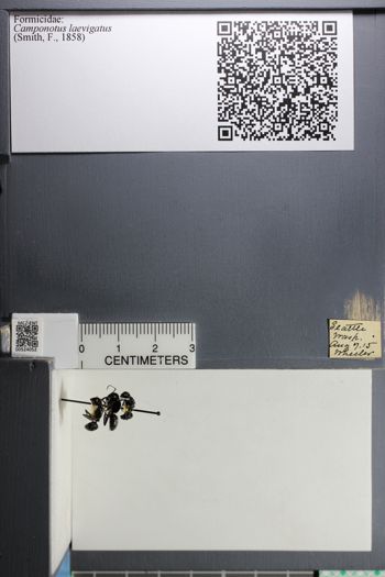Media type: image; Entomology 524052